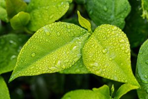 leaf-1001679_a960_720